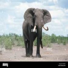 Elephant-Train (1014).jpeg