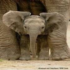 Elephant-Train (1019).jpeg