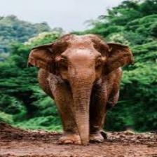 Elephant-Train (104).jpeg