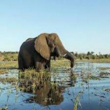 Elephant-Train (1043).jpeg