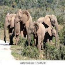 Elephant-Train (1058).jpeg