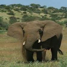 Elephant-Train (1071).jpeg