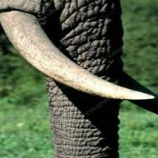 Elephant-Train (1083).jpeg
