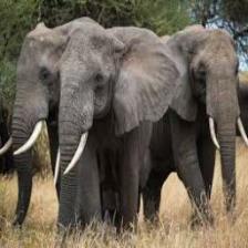 Elephant-Train (1111).jpeg