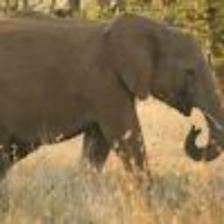 Elephant-Train (1268).jpeg