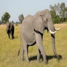 Elephant-Train (1310).jpeg