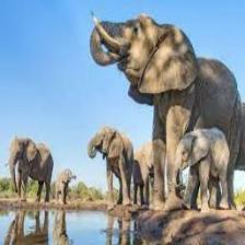 Elephant-Train (132).jpeg