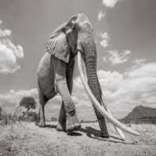 Elephant-Train (1352).jpeg