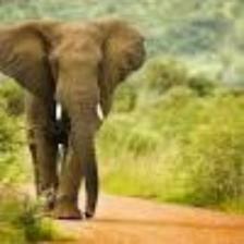 Elephant-Train (1363).jpeg