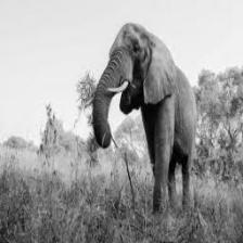 Elephant-Train (1401).jpeg