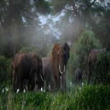 Elephant-Train (1474).jpeg