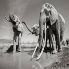 Elephant-Train (1495).jpeg