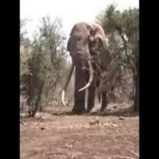 Elephant-Train (1539).jpeg