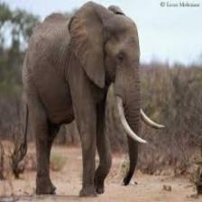 Elephant-Train (1575).jpeg