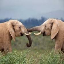 Elephant-Train (1614).jpeg