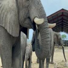Elephant-Train (1638).jpeg