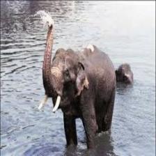 Elephant-Train (1641).jpeg