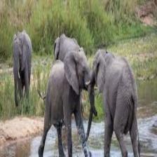 Elephant-Train (1672).jpeg