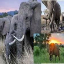 Elephant-Train (1706).jpeg