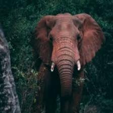 Elephant-Train (1713).jpeg