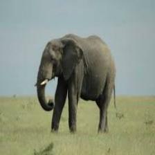 Elephant-Train (1758).jpeg