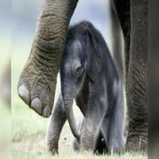 Elephant-Train (1759).jpeg