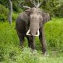 Elephant-Train (1777).jpeg