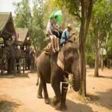 Elephant-Train (1788).jpeg
