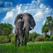 Elephant-Train (1819).jpeg