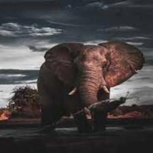 Elephant-Train (1842).jpeg
