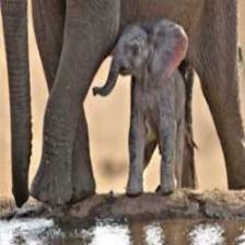 Elephant-Train (1867).jpeg