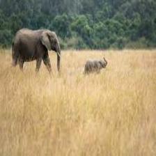 Elephant-Train (1912).jpeg