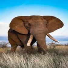 Elephant-Train (197).jpeg