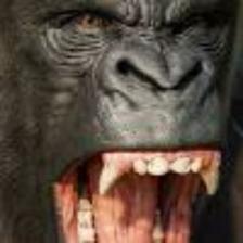 Gorilla (1041).jpeg