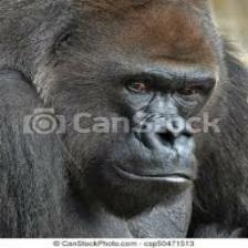 Gorilla (1671).jpeg