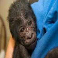 Gorilla (192).jpeg