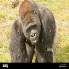 Gorilla (1999).jpeg