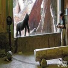 Gorilla (2005).jpeg