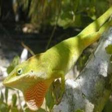 Lizard-Train (282).jpeg