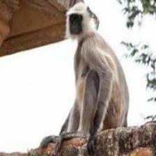 Monkey (119).jpeg