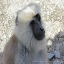 Monkey (450).jpeg