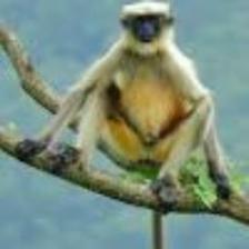 Monkey (500).jpeg