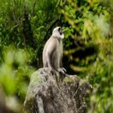 Monkey (576).jpeg