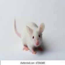 Mouse-Train (1036).jpeg