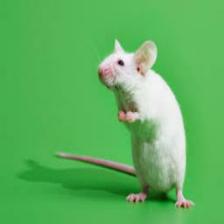 Mouse-Train (1222).jpeg