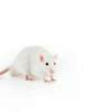 Mouse-Train (1231).jpeg