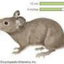 Mouse-Train (1411).jpeg