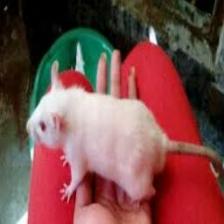 Mouse-Train (1429).jpeg