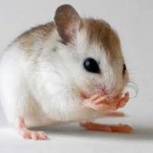 Mouse-Train (1536).jpeg