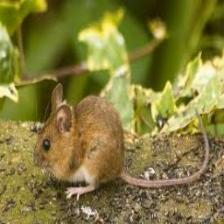 Mouse-Train (1719).jpeg